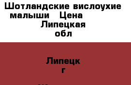 Шотландские вислоухие малыши › Цена ­ 1 500 - Липецкая обл., Липецк г. Животные и растения » Кошки   . Липецкая обл.